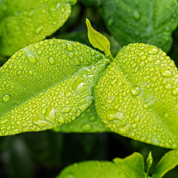 Effective treatment of Hyperhidrosis